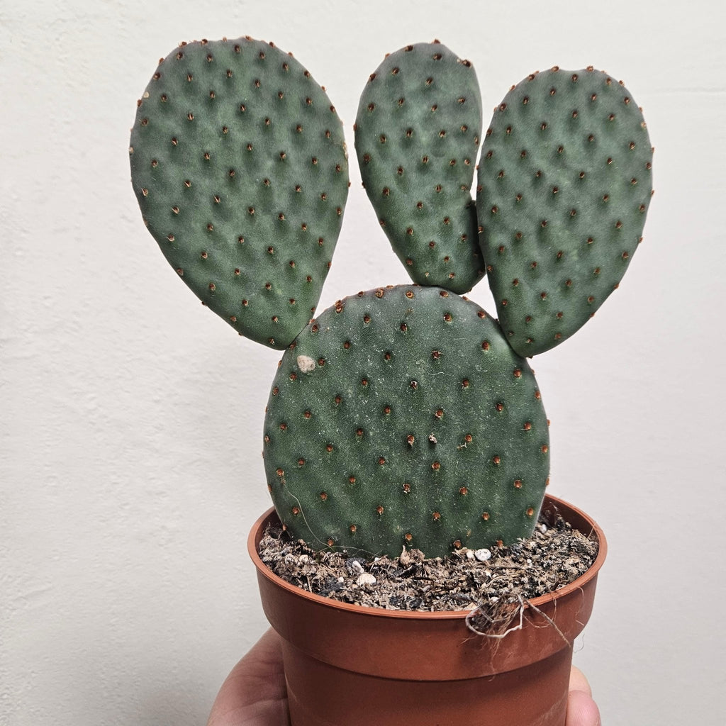 Opuntia microdasys (Bunny Ears) - SGP Garden Ltd