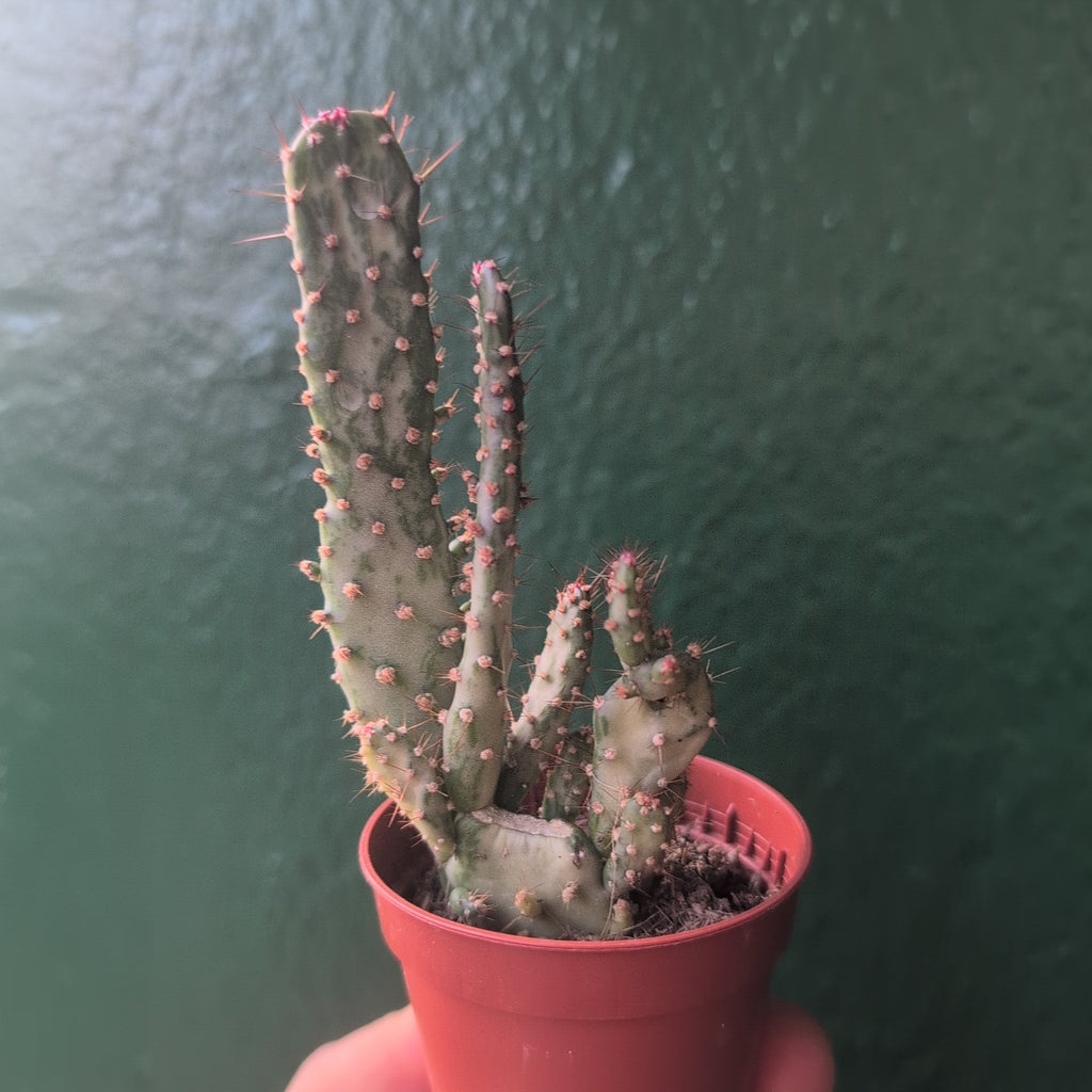 Opuntia monacantha (Drooping Prickly Pear) - SGP Garden Ltd