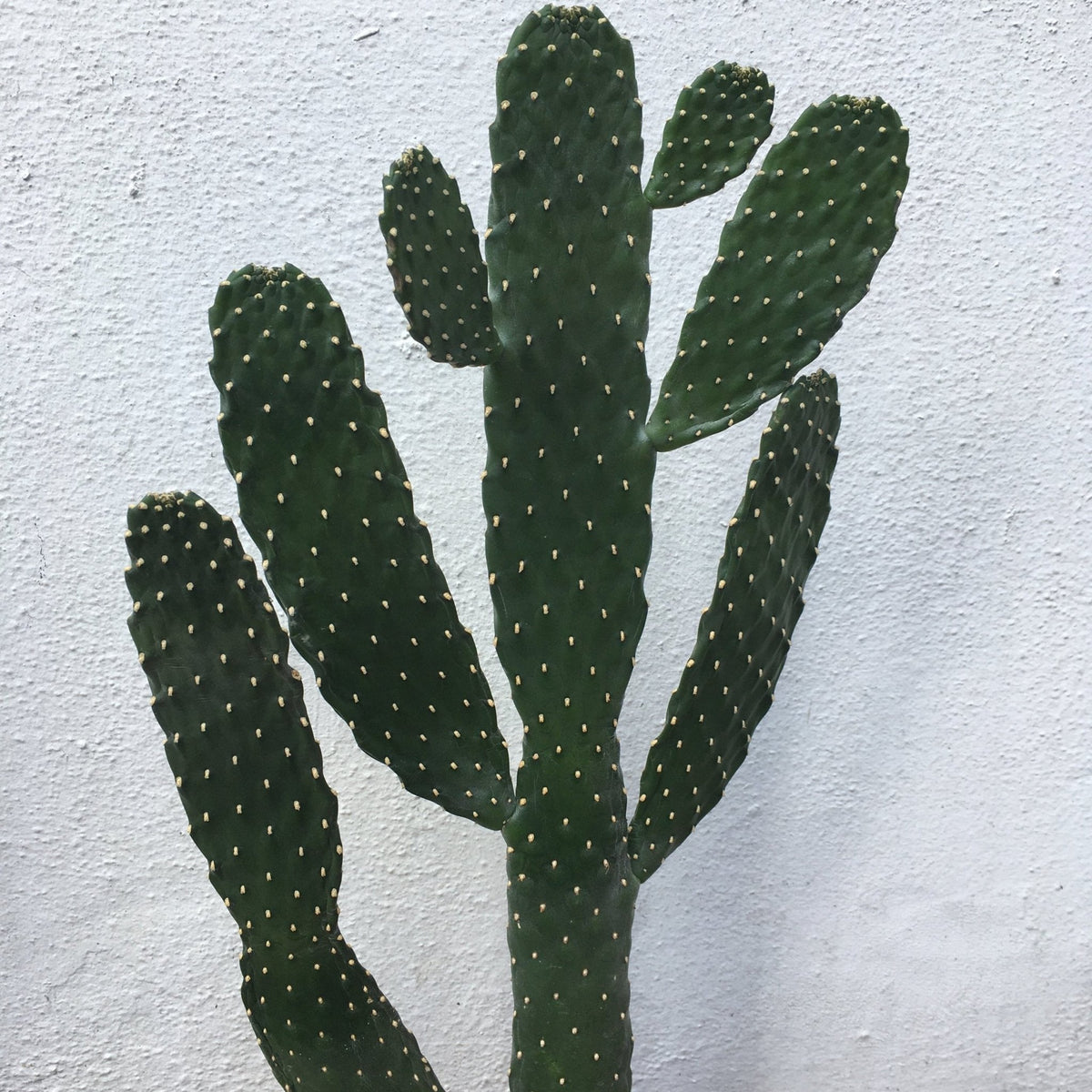 Opuntia rubescens (Roadkill Cacti) - SGP Garden Ltd
