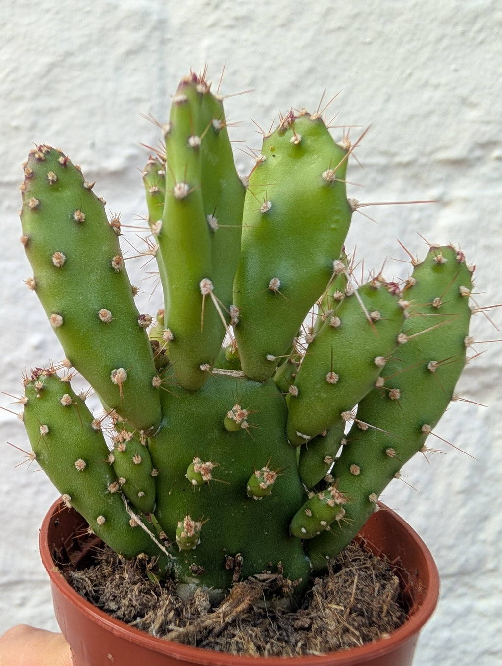 Opuntia 'Tuna' (Prickly Pear) - SGP Garden Ltd