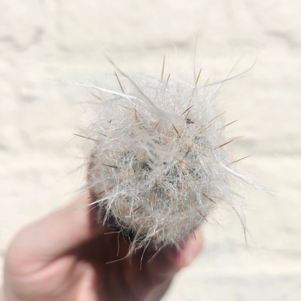 Oreocereus trollii (Old Man of the Andes) - SGP Garden Ltd