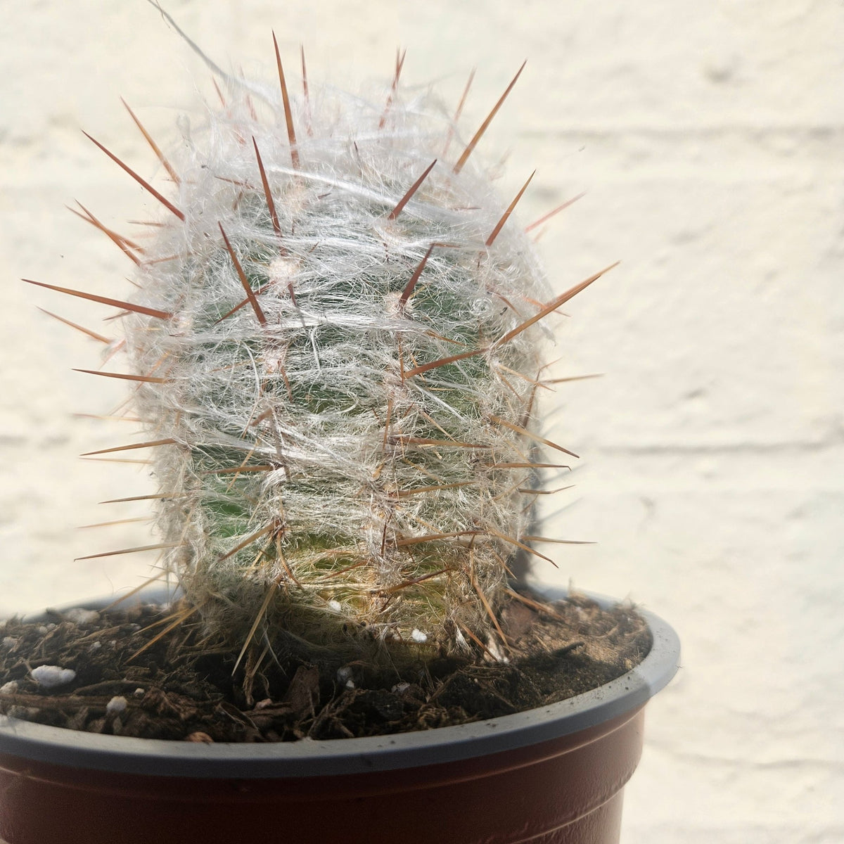 Oreocereus trollii (Old Man of the Andes) - SGP Garden Ltd