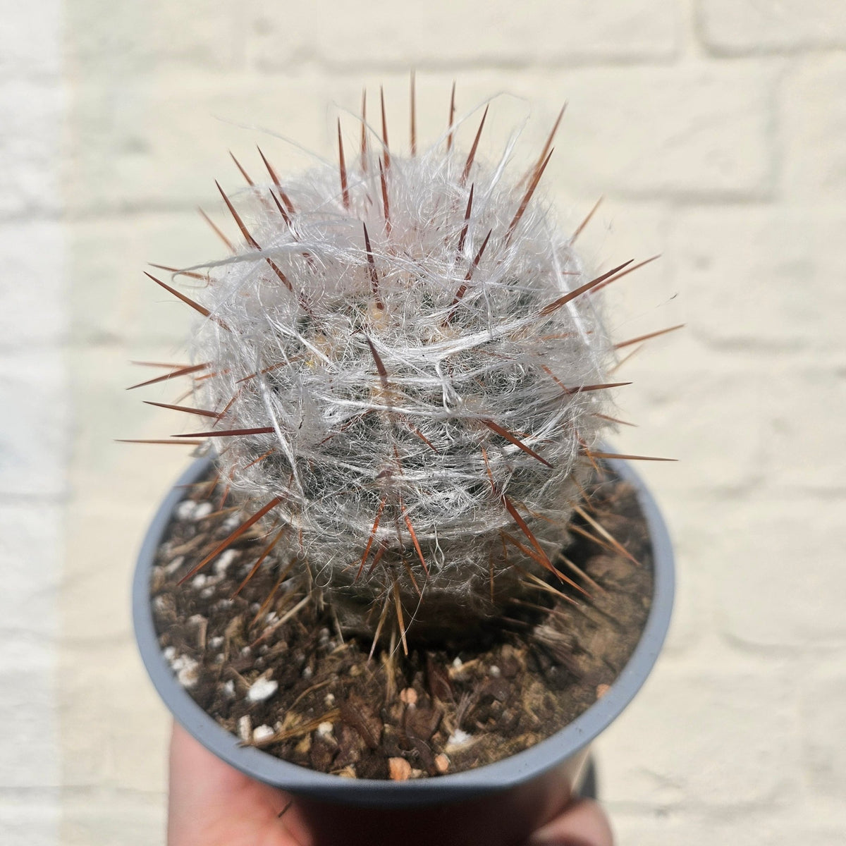 Oreocereus trollii (Old Man of the Andes) - SGP Garden Ltd