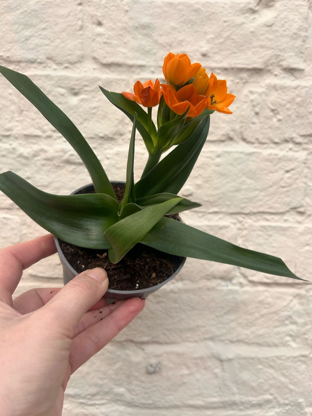 Ornithogalum dubium (Orange Star of Bethlehem) - SGP Garden Ltd