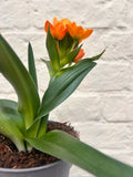 Ornithogalum dubium (Orange Star of Bethlehem) - SGP Garden Ltd