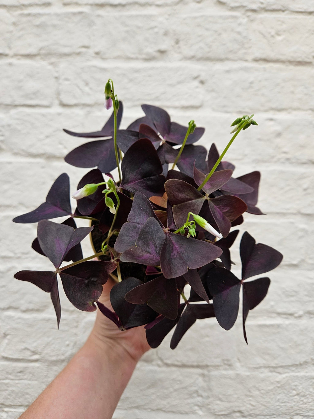 Oxalis triangularis (False Shamrock) - SGP Garden Ltd
