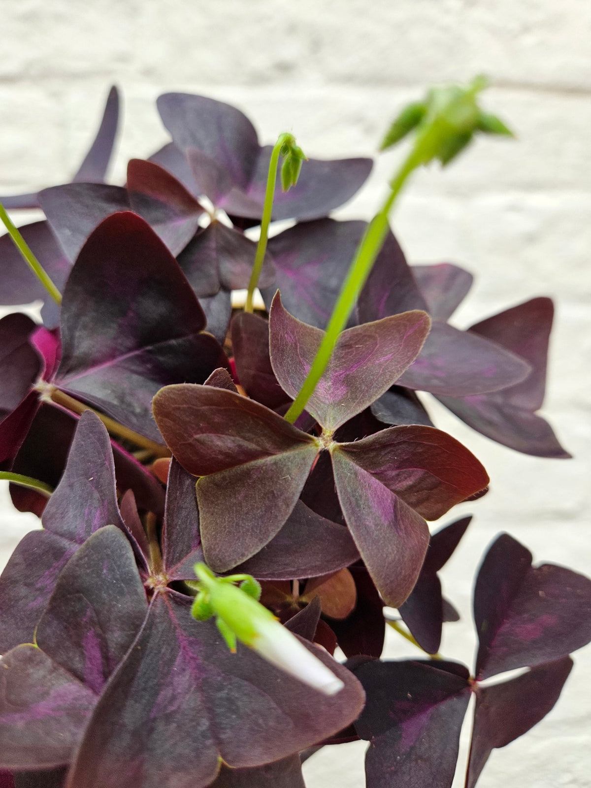 Oxalis triangularis (False Shamrock) - SGP Garden Ltd