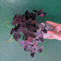 Oxalis triangularis (False Shamrock) - SGP Garden Ltd