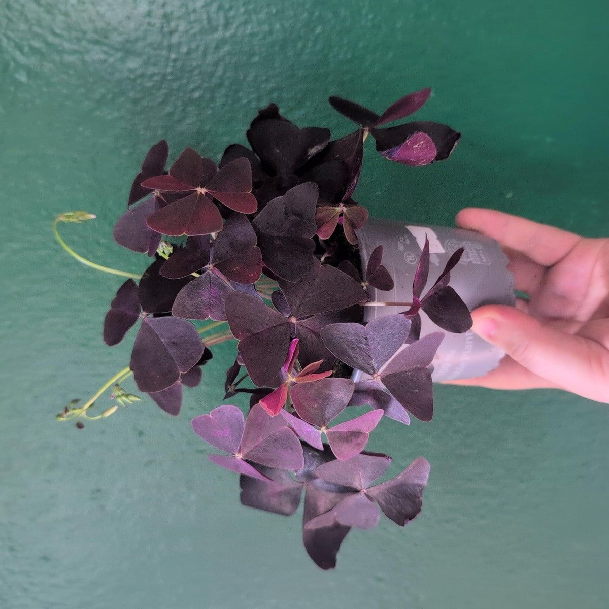 Oxalis triangularis (False Shamrock) - SGP Garden Ltd
