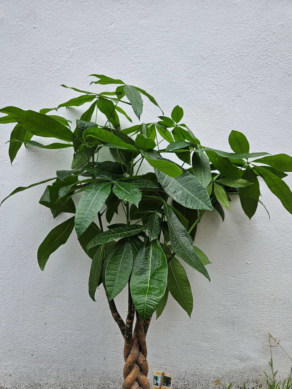 Pachira aquatica (Money Tree) - SGP Garden Ltd