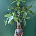 Pachira aquatica (Money Tree) - SGP Garden Ltd