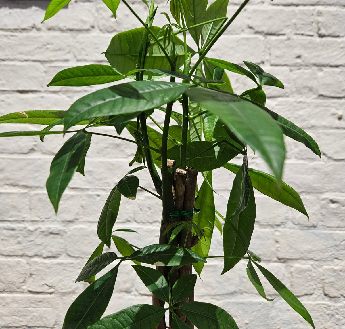 Pachira aquatica (Money Tree) - SGP Garden Ltd
