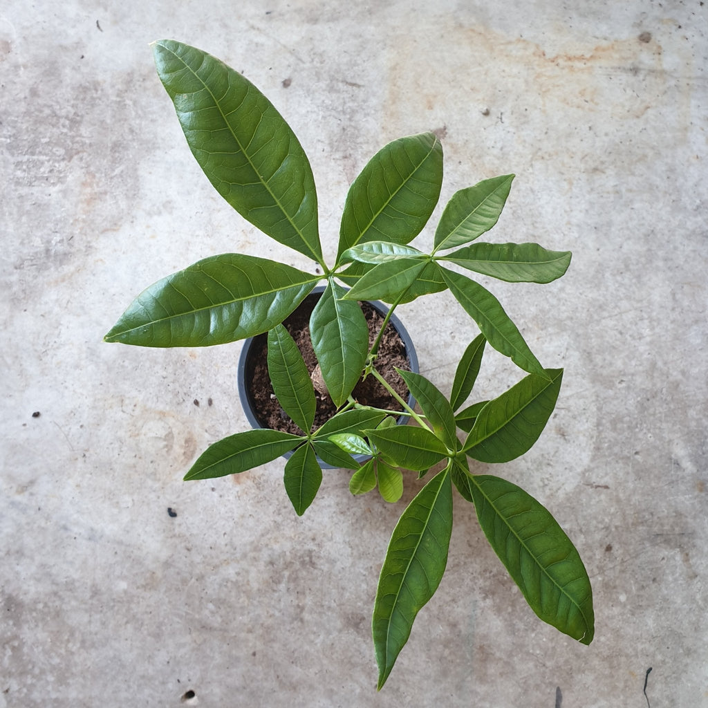 Pachira aquatica (Money Tree) - SGP Garden Ltd