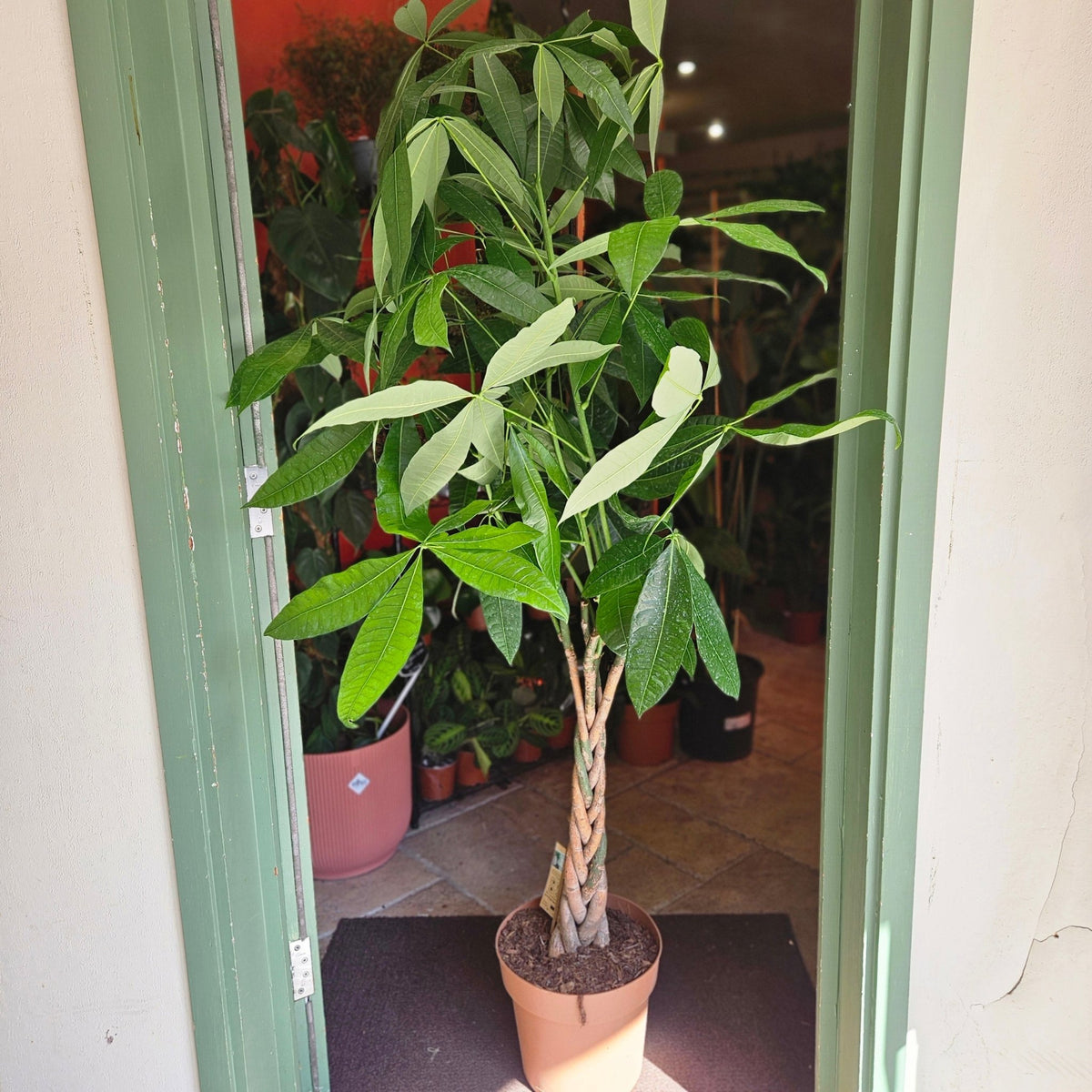 Pachira aquatica (Money Tree) - SGP Garden Ltd