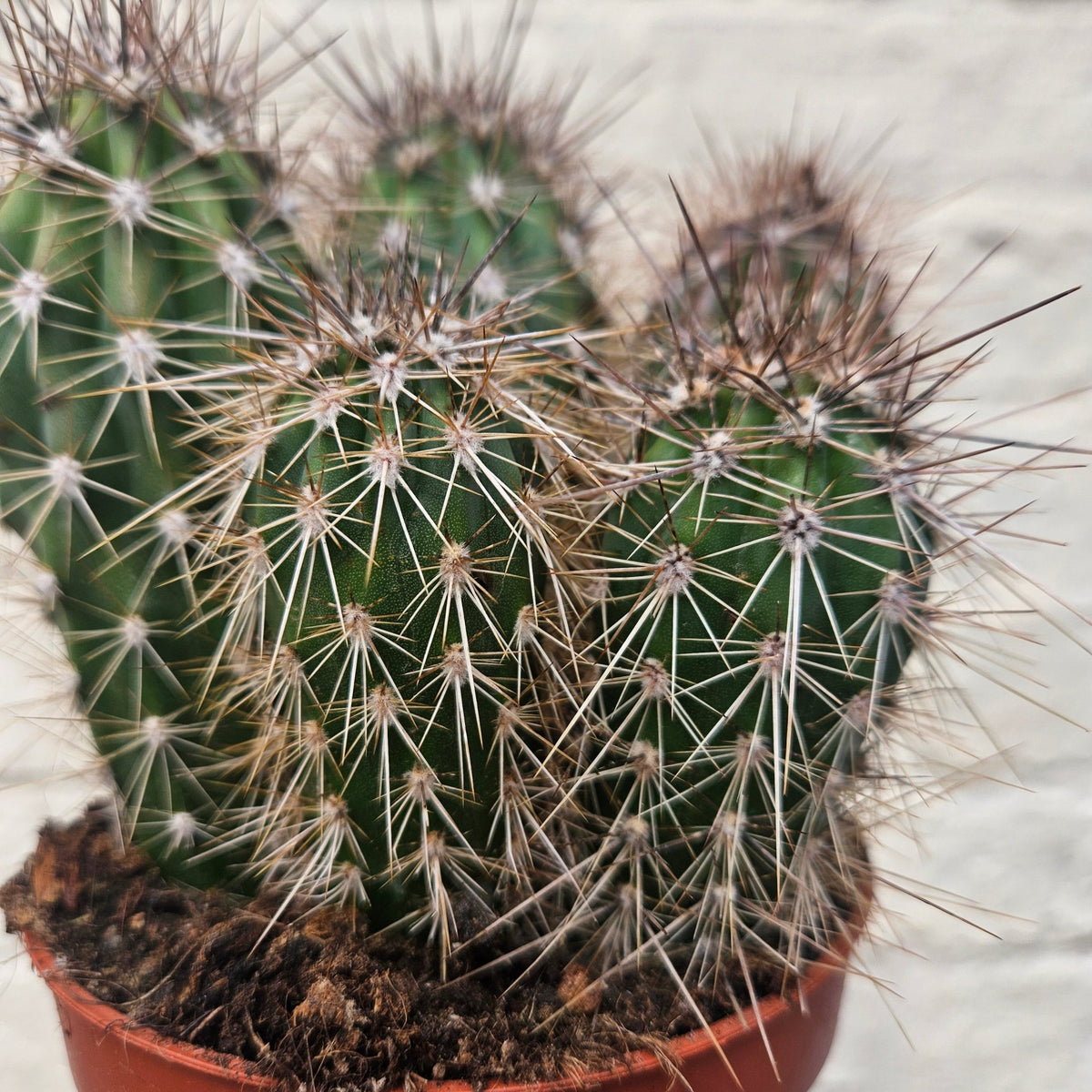 Pachycereus pringlei (Mexican Giant Cactus) - SGP Garden Ltd