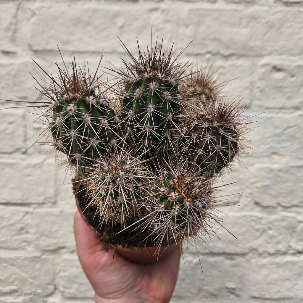 Pachycereus pringlei (Mexican Giant Cactus) - SGP Garden Ltd