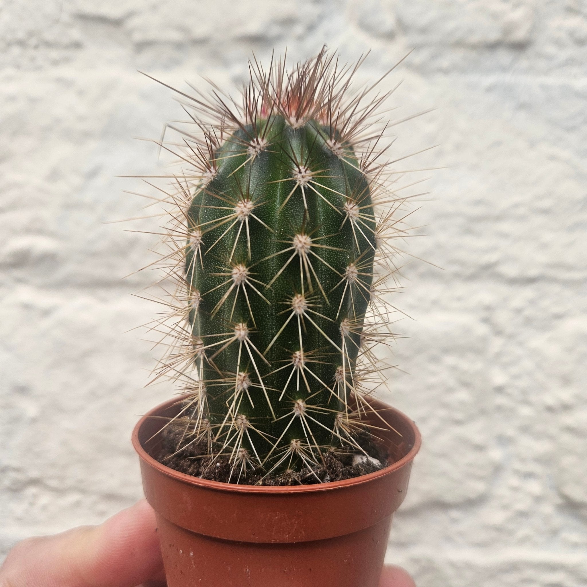 Pachycereus pringlei (Mexican Giant Cactus) - SGP Garden Ltd