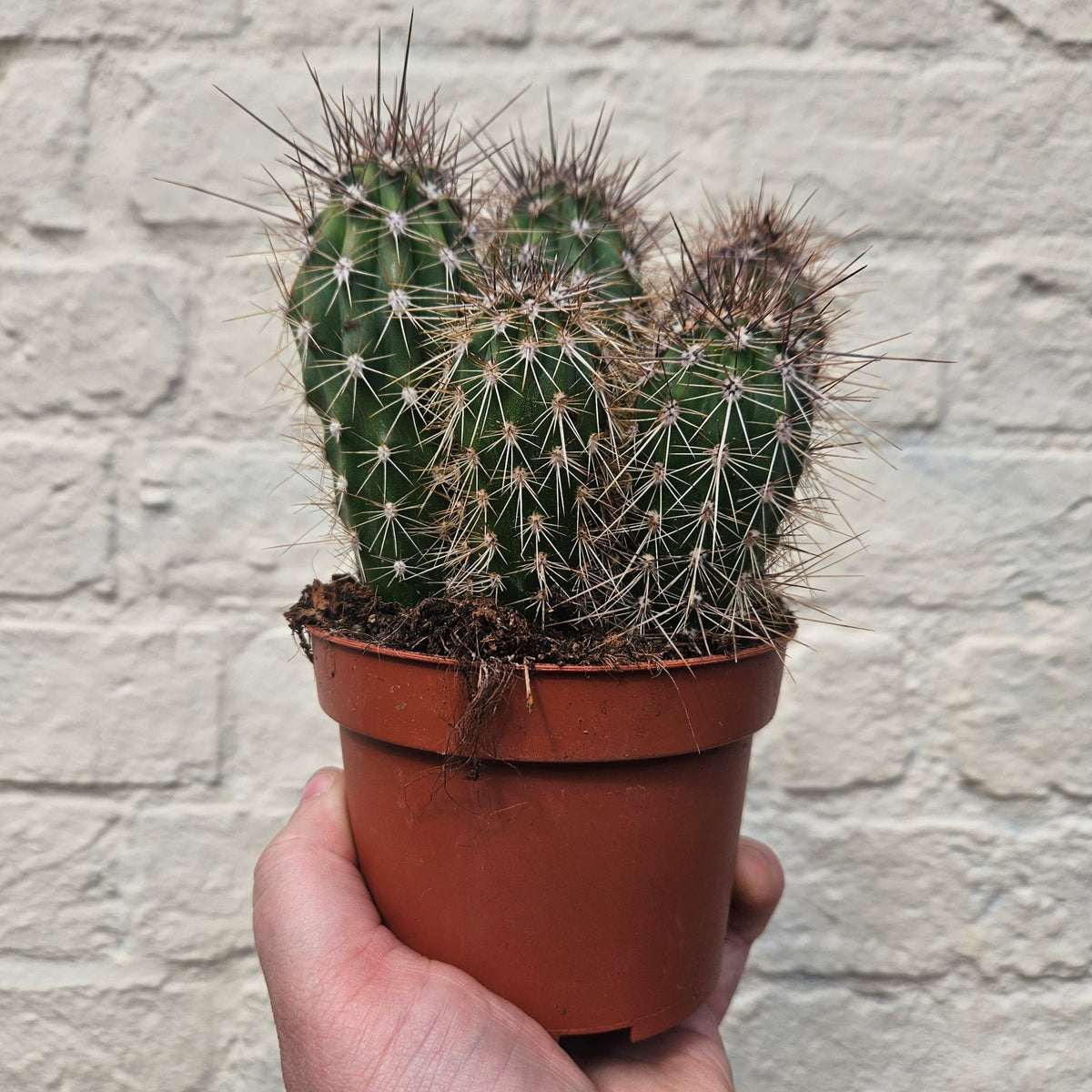 Pachycereus pringlei (Mexican Giant Cactus) - SGP Garden Ltd