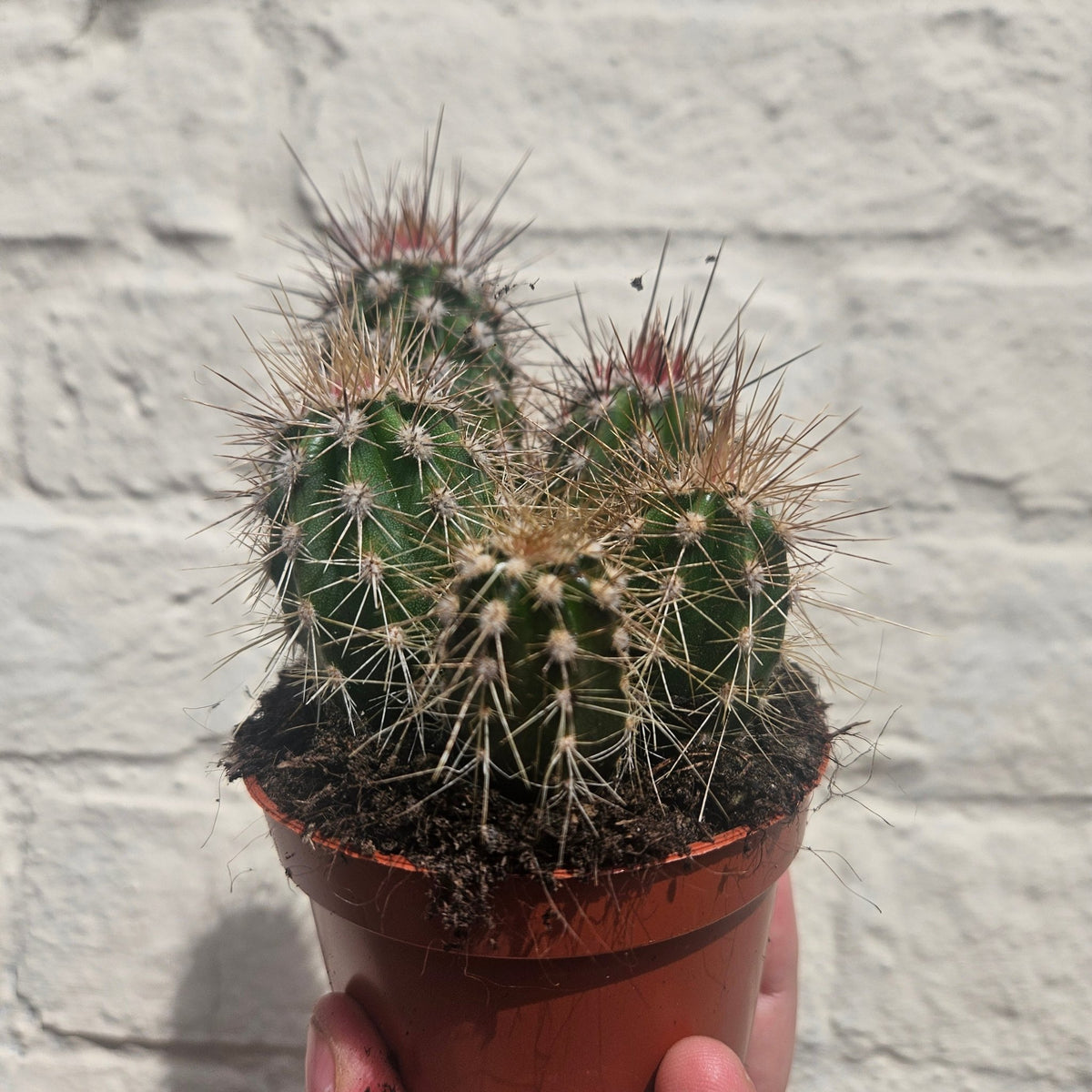 Pachycereus pringlei (Mexican Giant Cactus) - SGP Garden Ltd