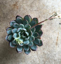 Pachyveria opalina (Succulent) - SGP Garden Ltd