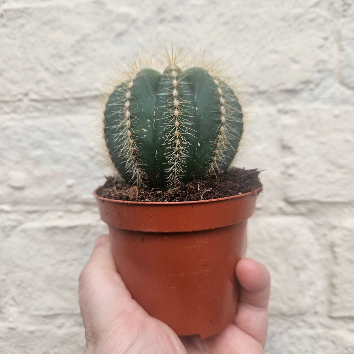 Parodia magnifica (Magnificent Ball cactus) - SGP Garden Ltd