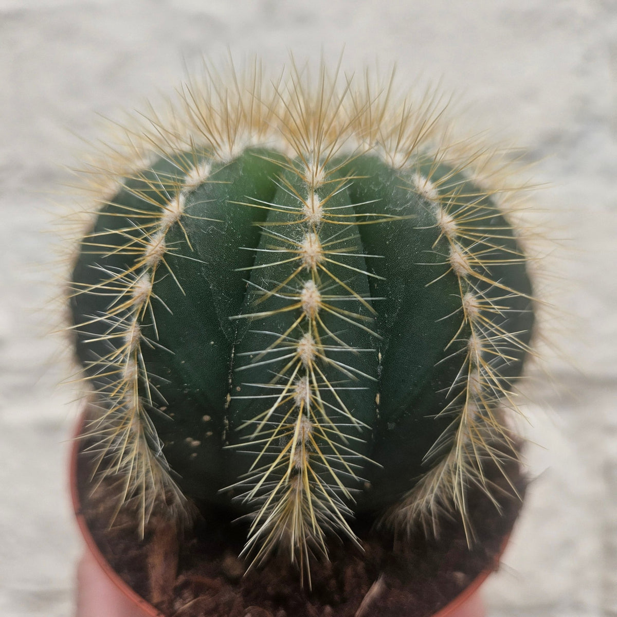 Parodia magnifica (Magnificent Ball cactus) - SGP Garden Ltd