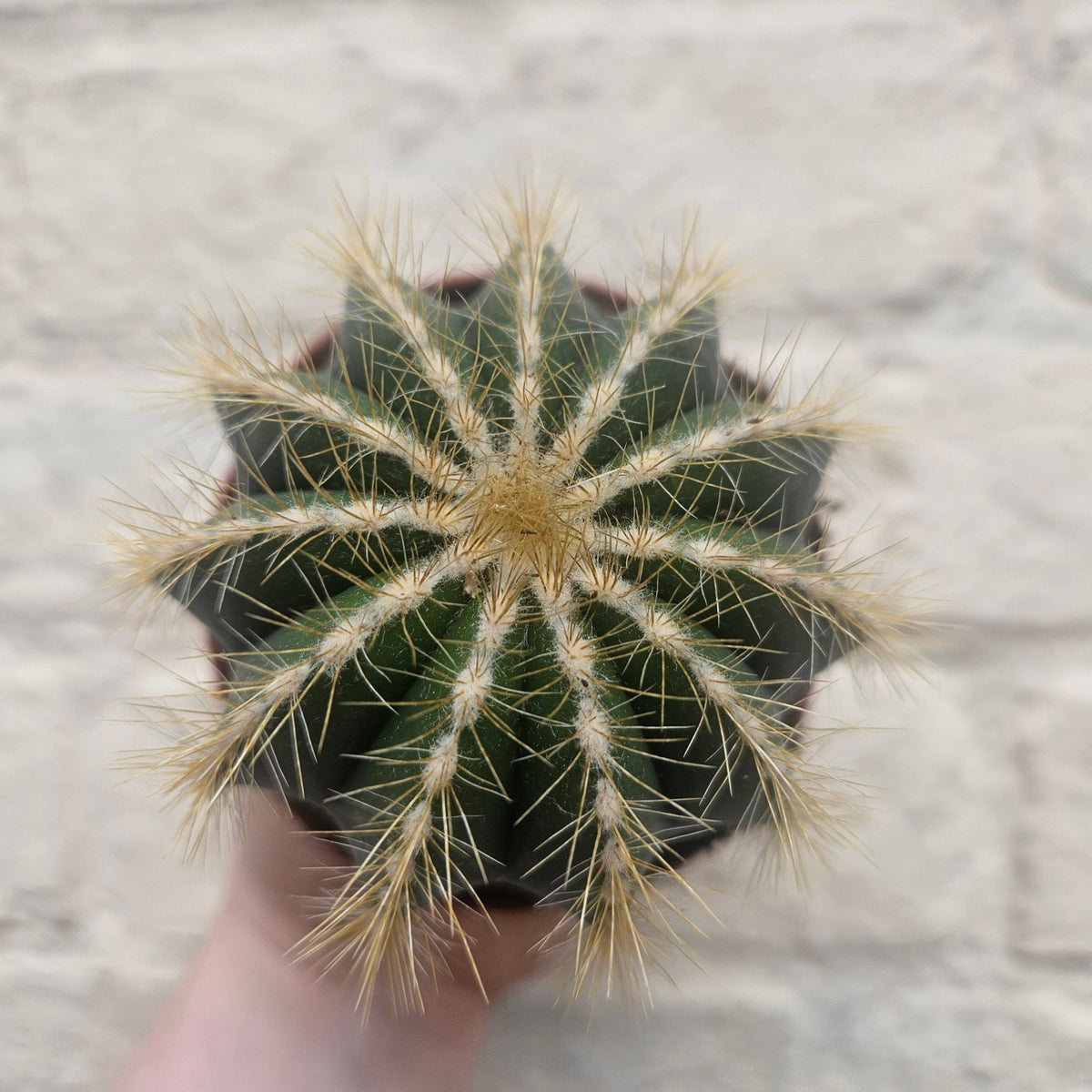Parodia magnifica (Magnificent Ball cactus) - SGP Garden Ltd