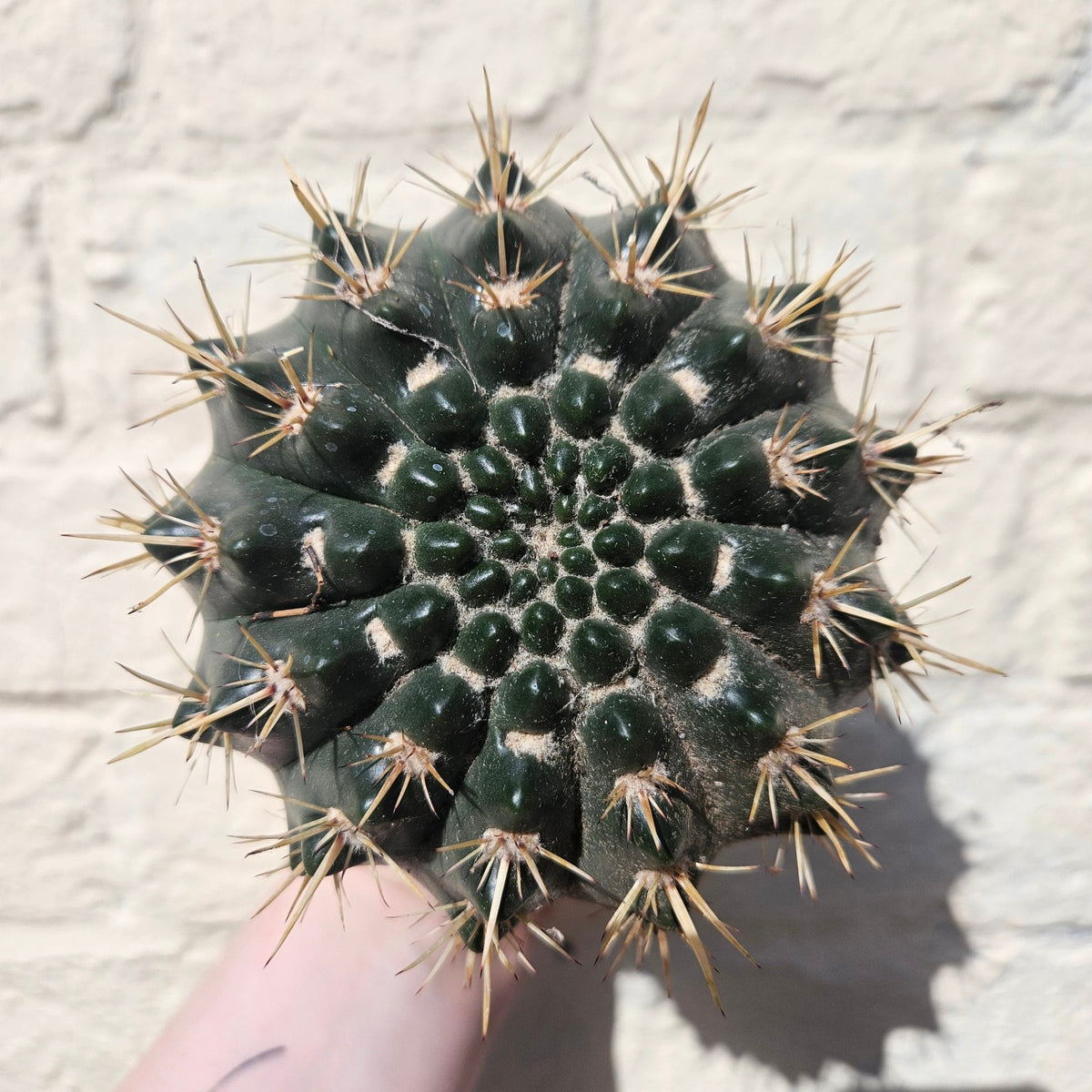 Parodia mammulosa subsp. mammulosa (Tom Thumb Cactus) - SGP Garden Ltd
