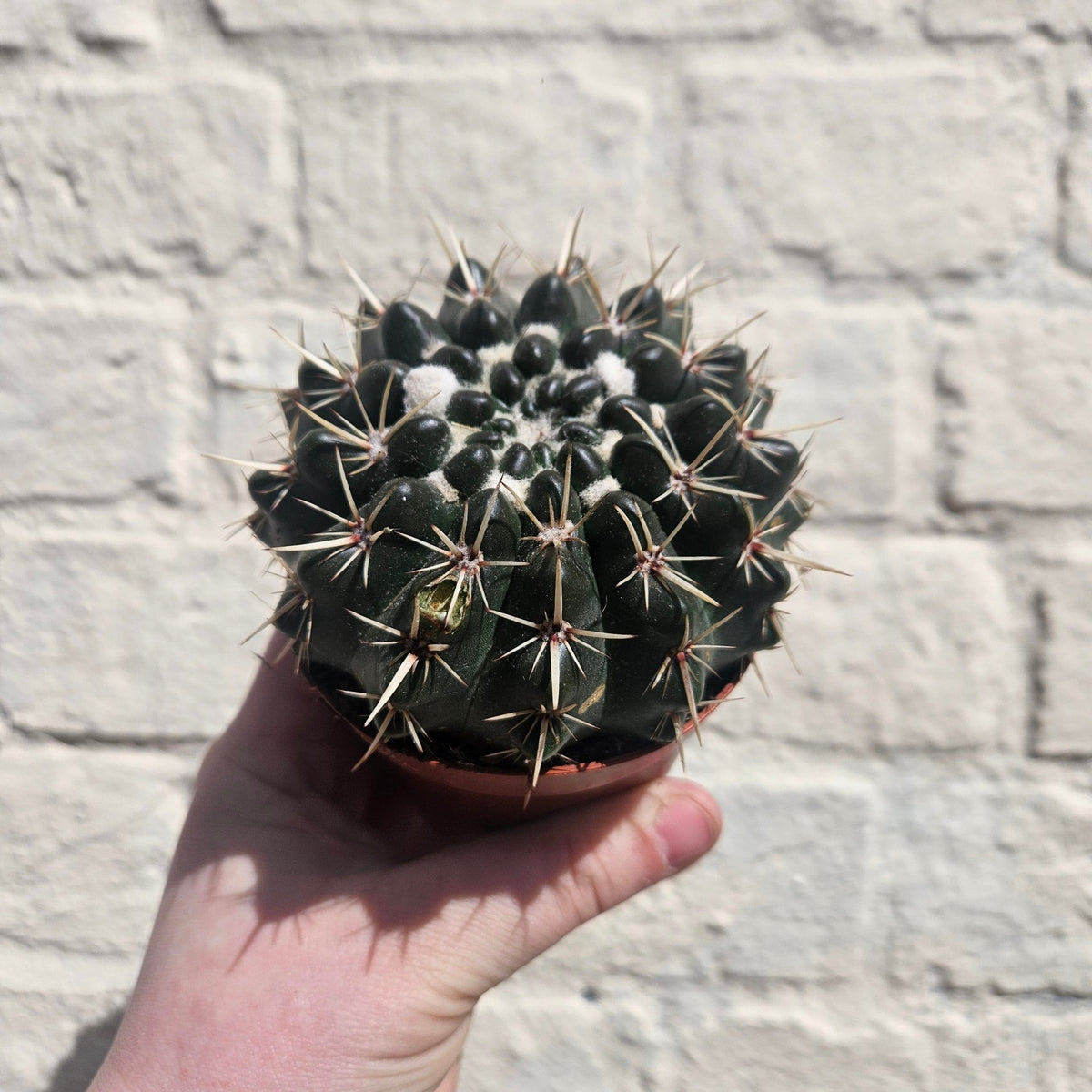 Parodia mammulosa subsp. mammulosa (Tom Thumb Cactus) - SGP Garden Ltd