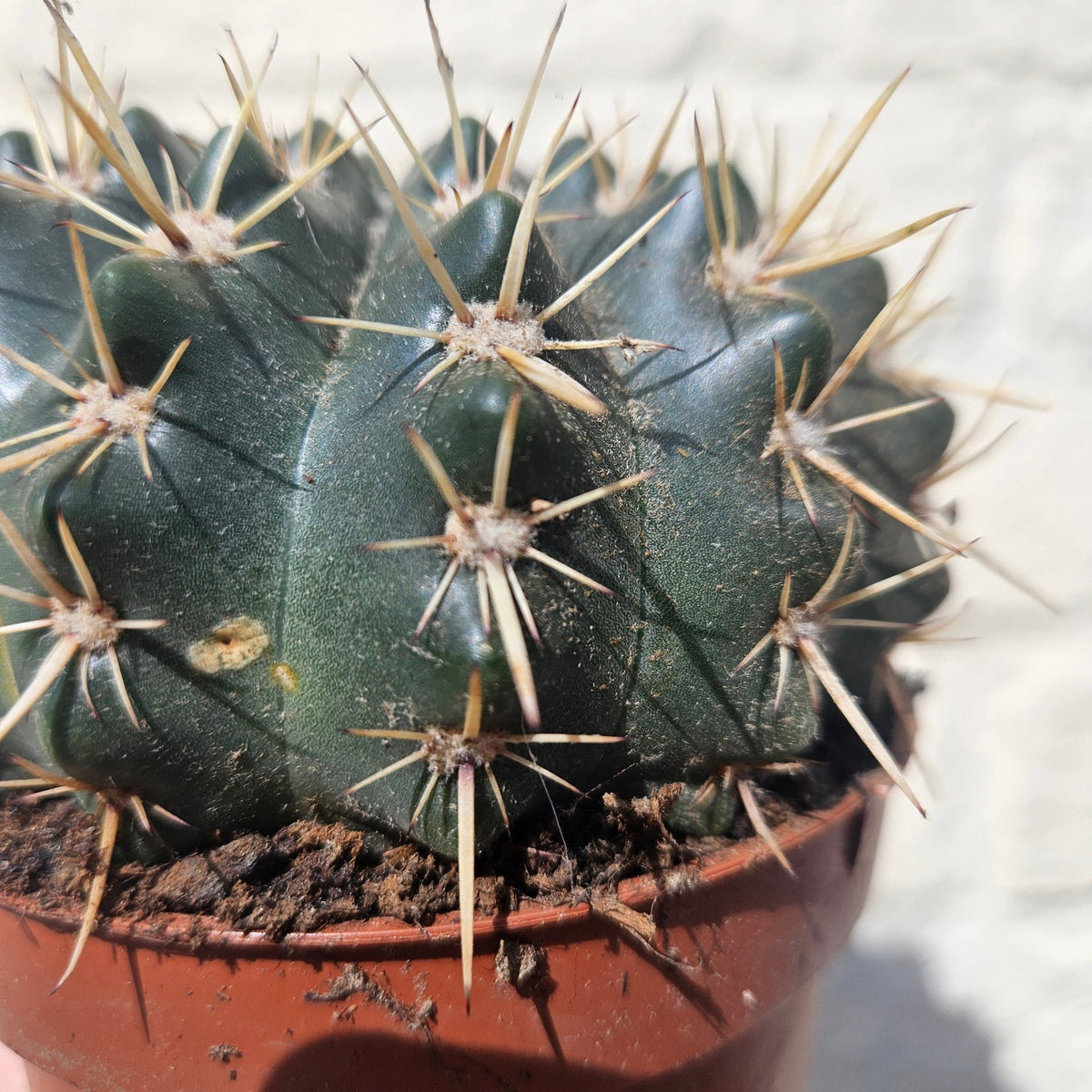 Parodia mammulosa subsp. mammulosa (Tom Thumb Cactus) - SGP Garden Ltd