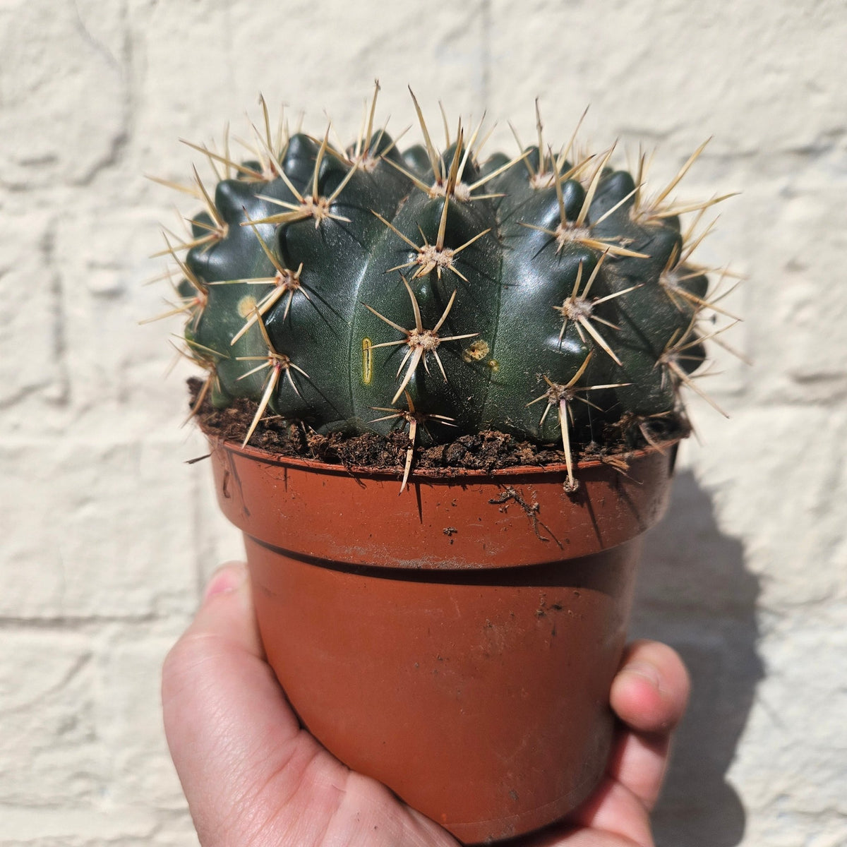 Parodia mammulosa subsp. mammulosa (Tom Thumb Cactus) - SGP Garden Ltd