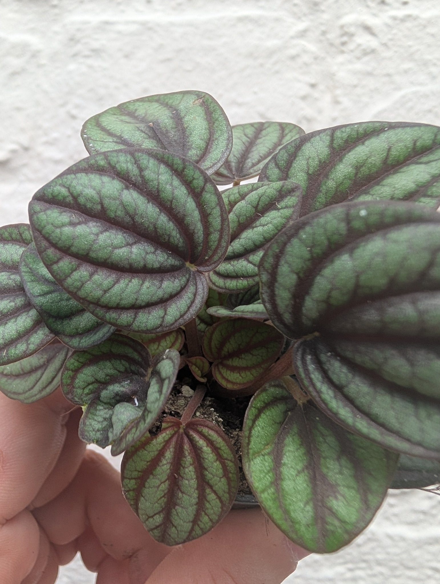 Peperomia albovittata 'Piccolo Banda' (Radiator Plant) - SGP Garden Ltd