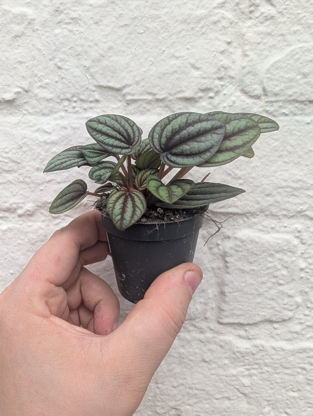 Peperomia albovittata 'Piccolo Banda' (Radiator Plant) - SGP Garden Ltd