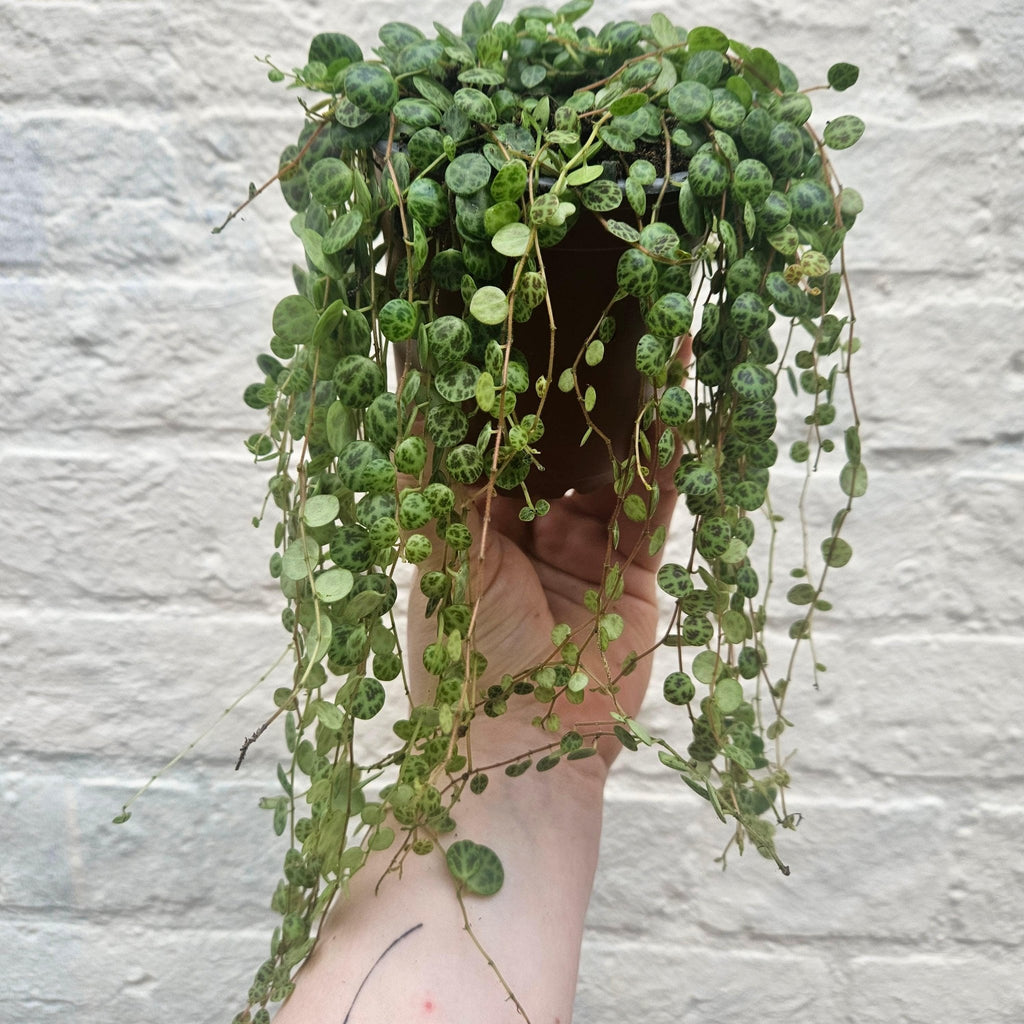 Peperomia prostrata (String of Turtles) - SGP Garden Ltd