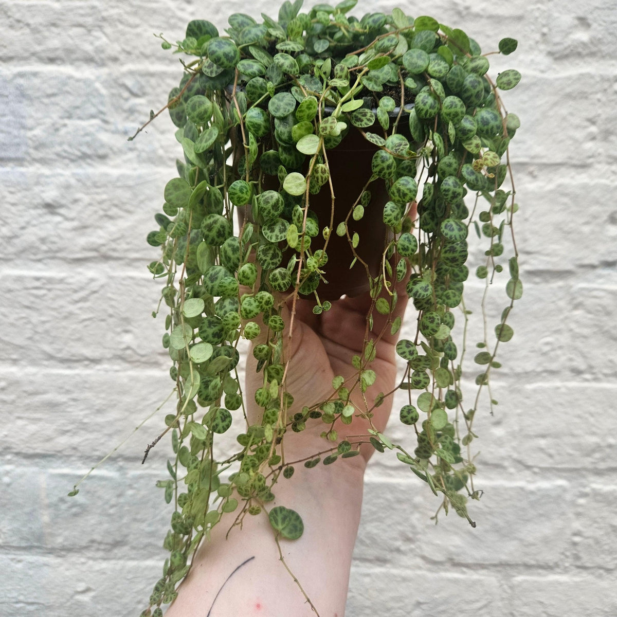 Peperomia prostrata (String of Turtles) - SGP Garden Ltd