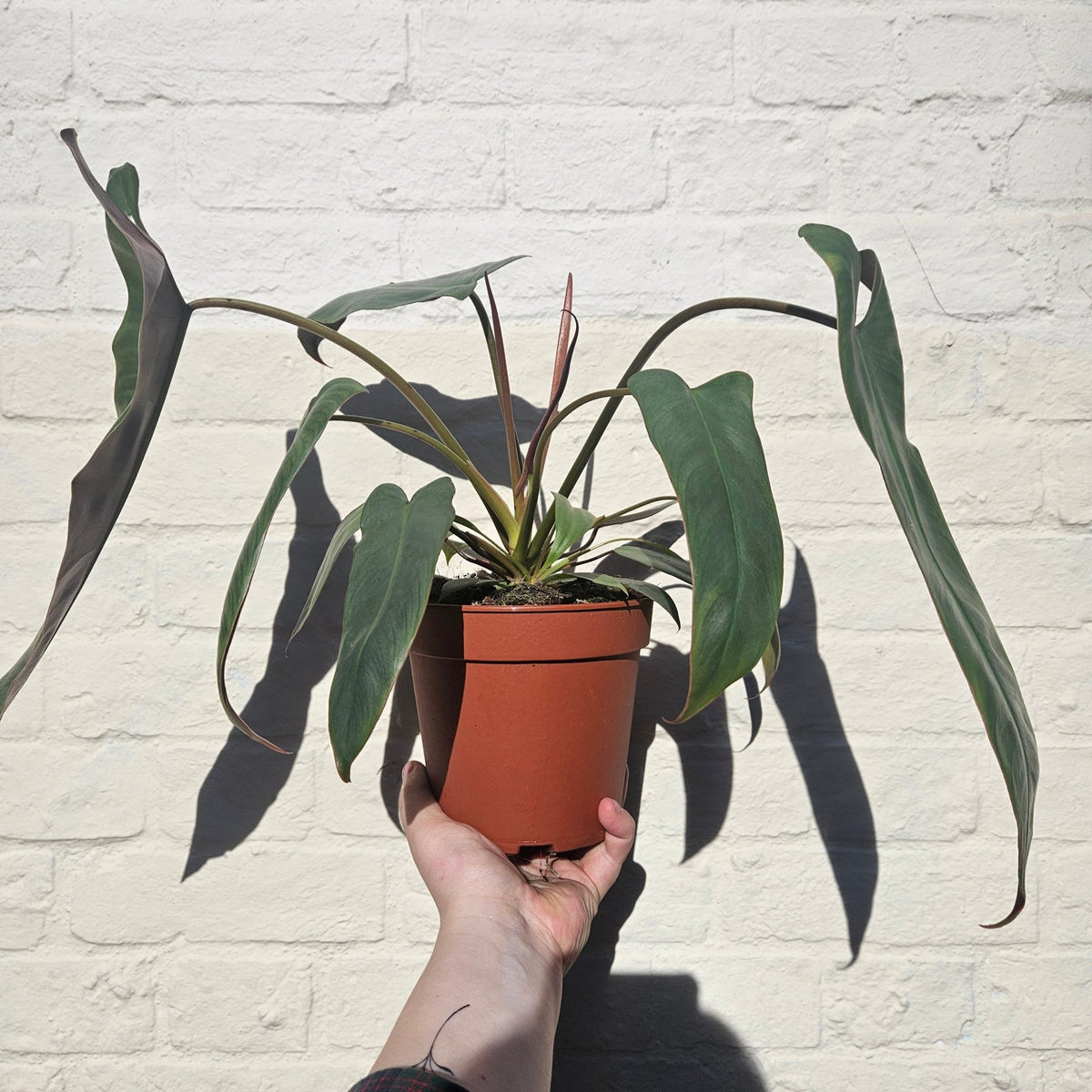 Philodendron atabapoense (Strapleaf Philodendron) - SGP Garden Ltd