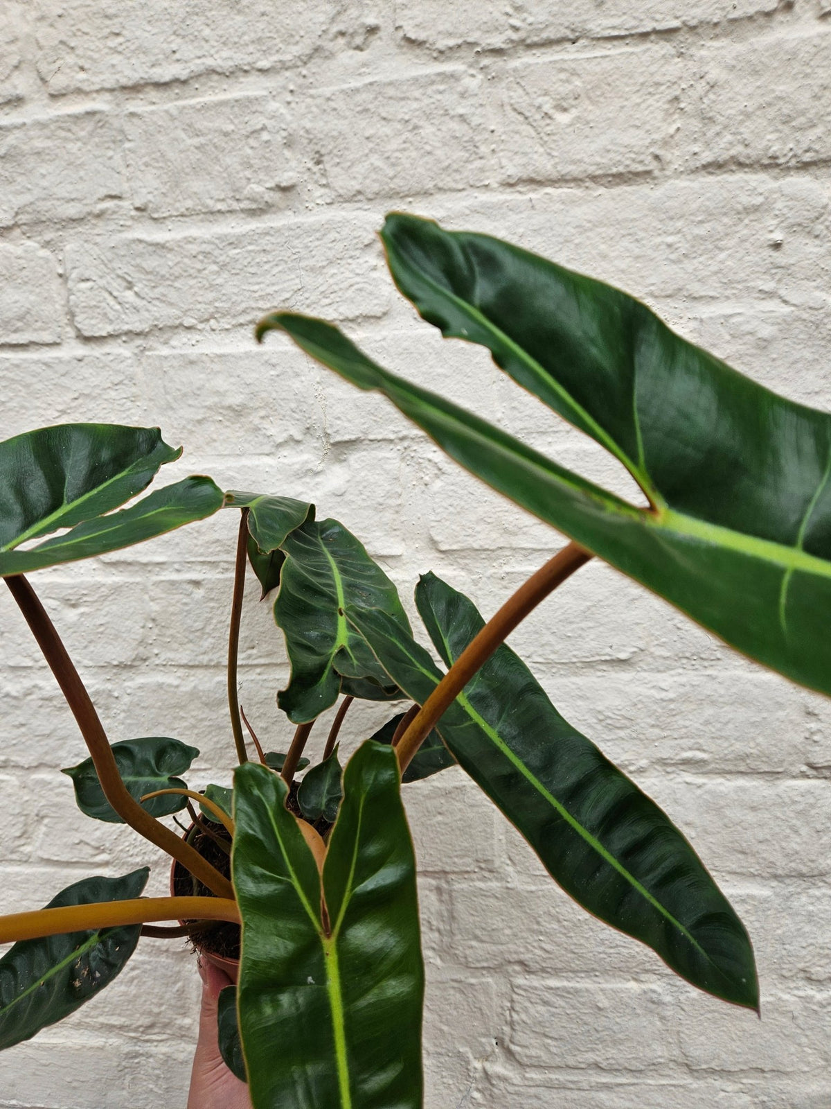 Philodendron billetiae 'Billie' (Emerald Vine Philodendron) - SGP Garden Ltd