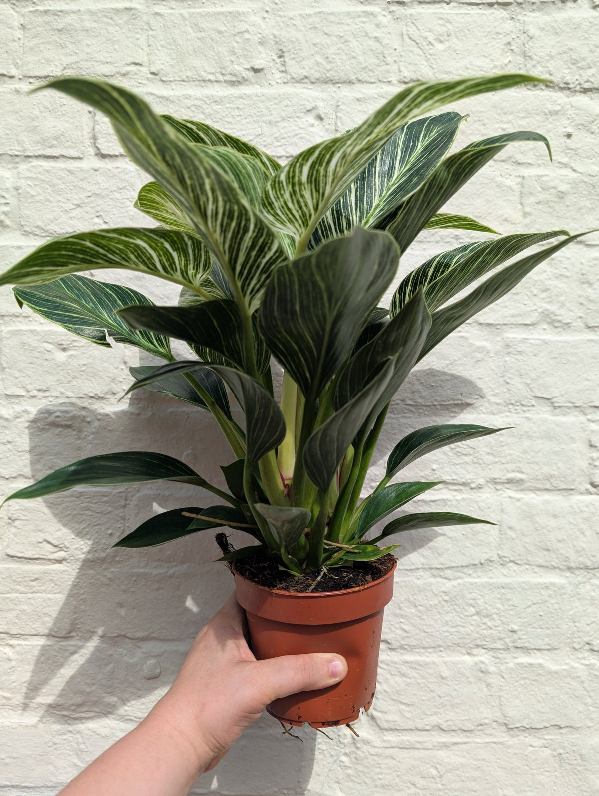 Philodendron birkin 'White veins' - SGP Garden Ltd
