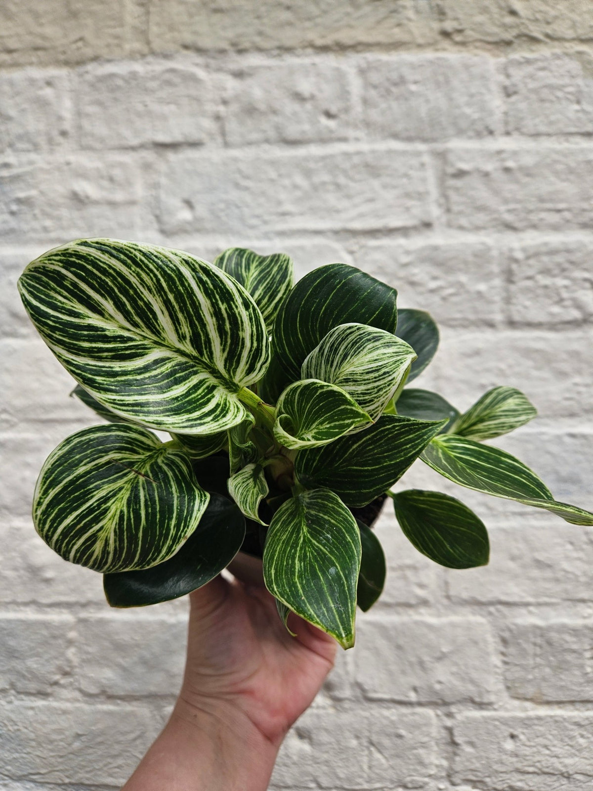 Philodendron birkin 'White veins' - SGP Garden Ltd