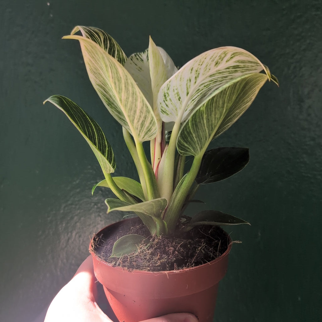Philodendron birkin 'White veins' - SGP Garden Ltd