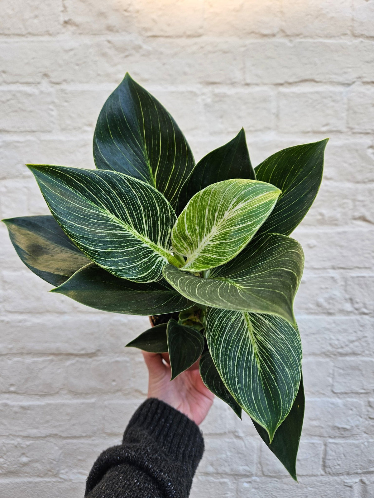 Philodendron birkin 'White veins' - SGP Garden Ltd