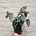 Philodendron brandtianum (Silver Leaf Philodendron) - SGP Garden Ltd