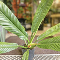 Philodendron campii 'Lynette' - SGP Garden Ltd