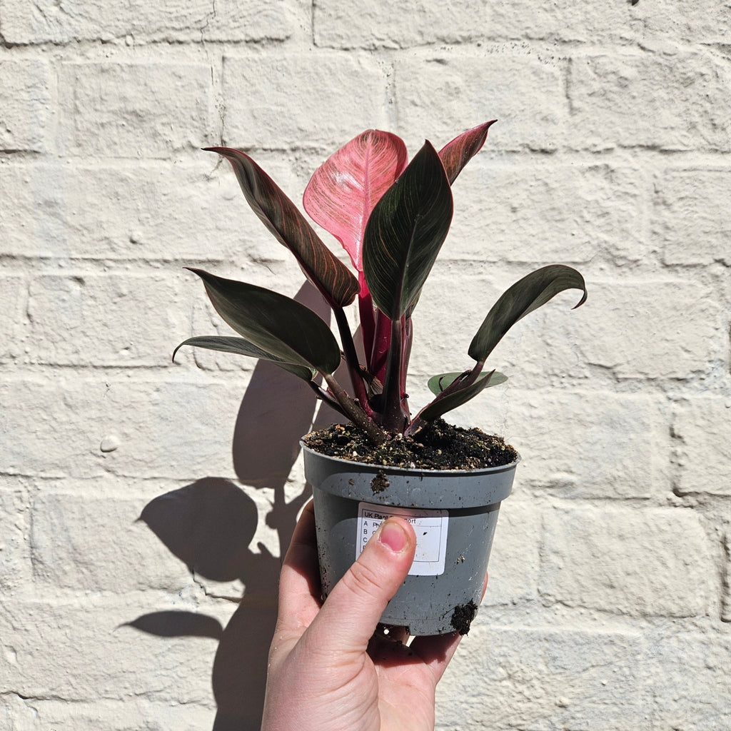 Philodendron erubescens 'Pink Bikini' - SGP Garden Ltd