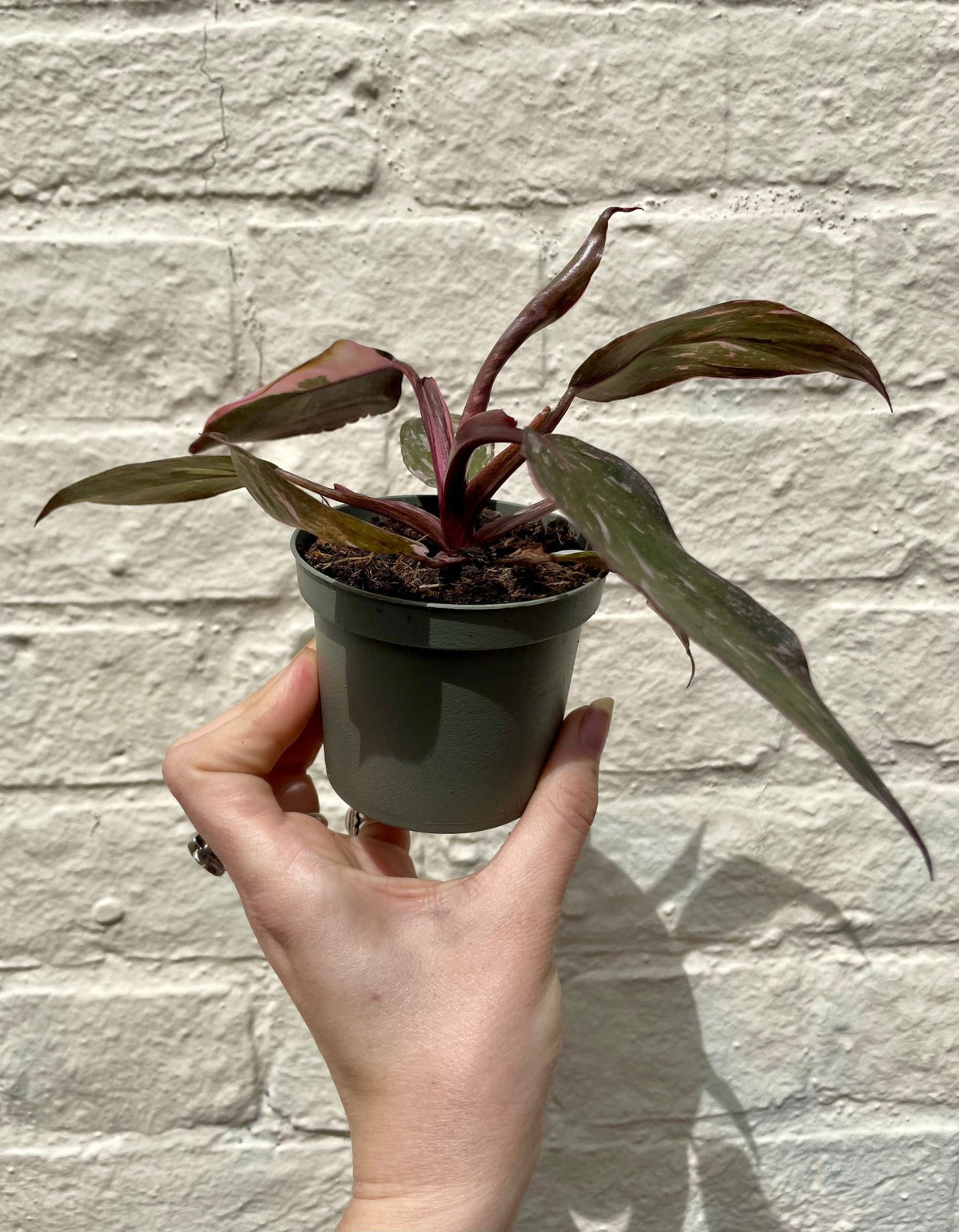 Philodendron erubescens 'Pink Marble' - SGP Garden Ltd