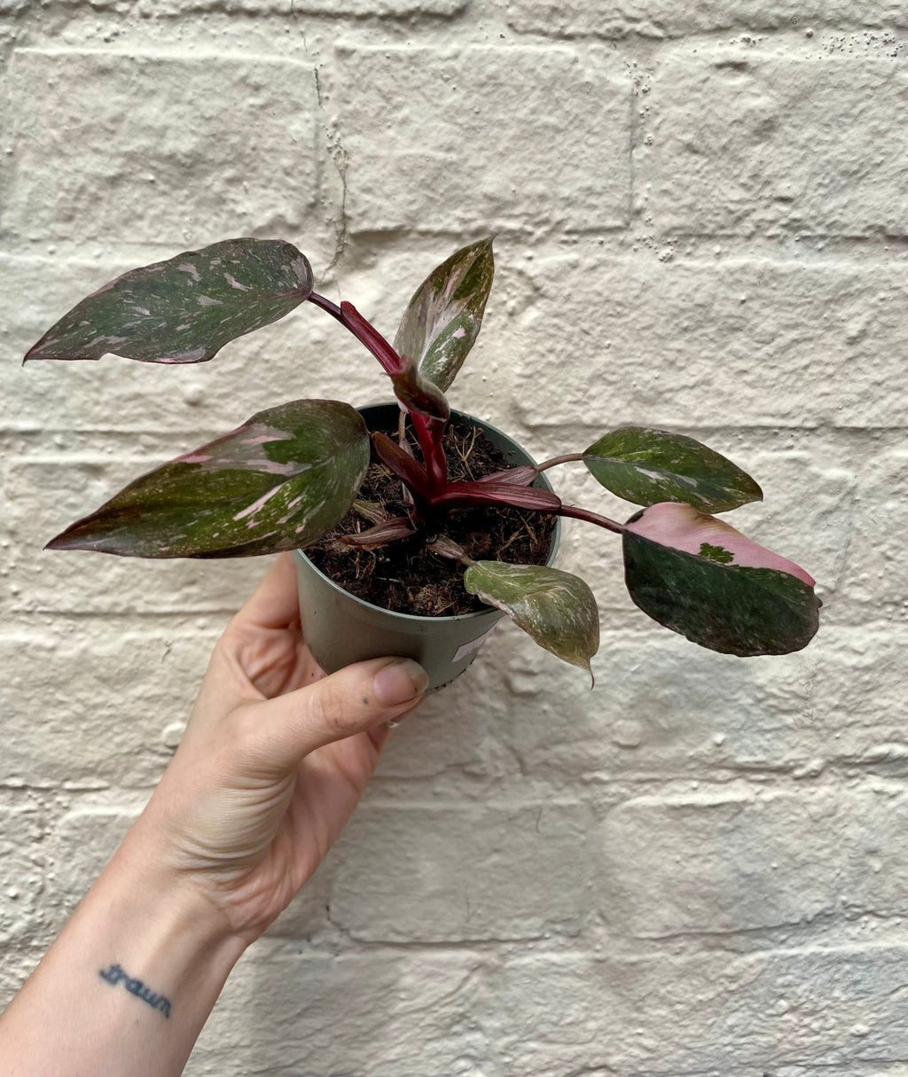 Philodendron erubescens 'Pink Marble' - SGP Garden Ltd