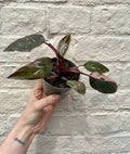 Philodendron erubescens 'Pink Marble' - SGP Garden Ltd