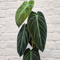 Philodendron melanochrysum (Black-gold Philodendron) - SGP Garden Ltd