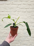 Philodendron pedatum 'Glad hands' - SGP Garden Ltd