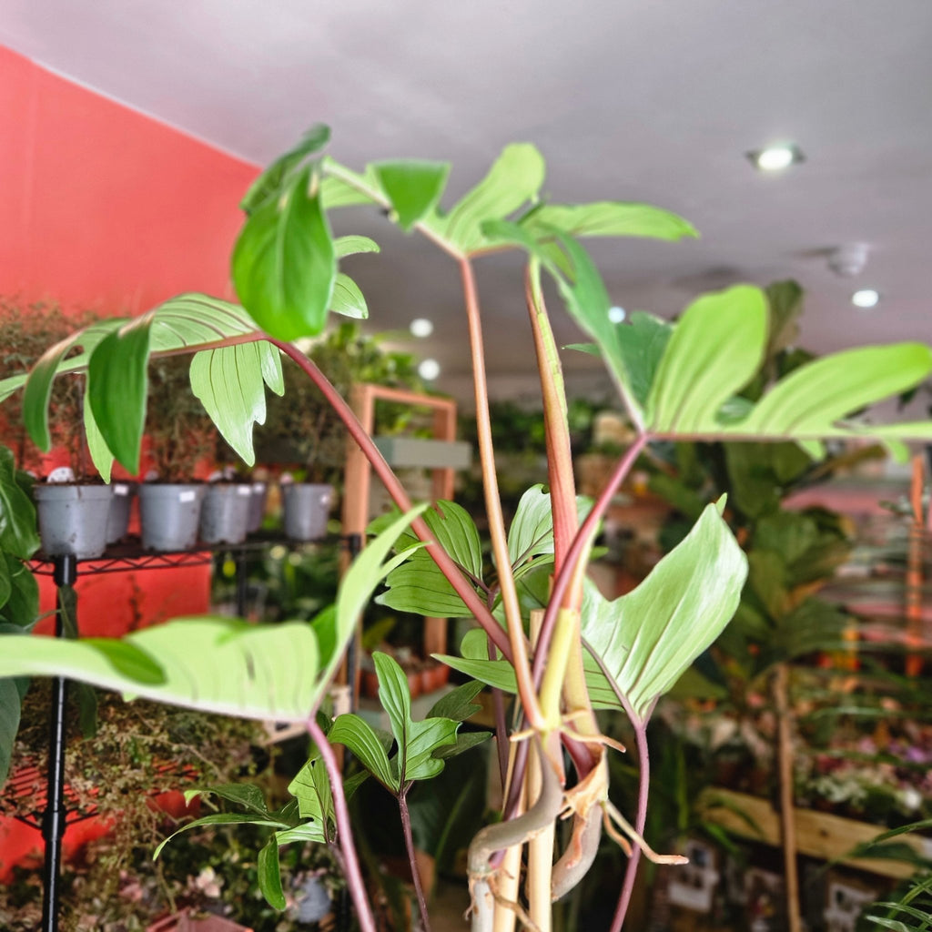 Philodendron pedatum (Oak Leaf Philodendron) - SGP Garden Ltd